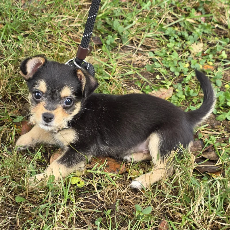 A young small-sized male Mixed Breed dog named Biggie for adoption in Greensboro, NC