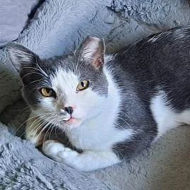 An adult medium-sized male Gray & White Domestic Short Hair cat named Benjamin for adoption in Lenhartsville, PA