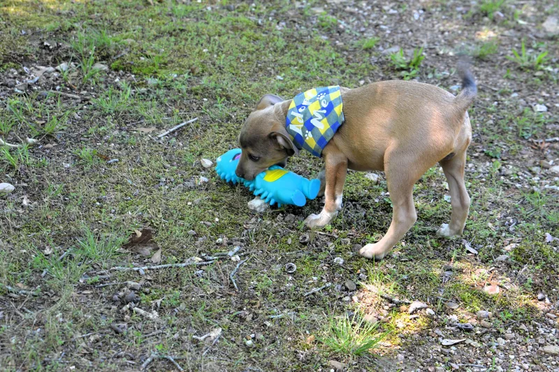 Scooby Doo thumbnail 2