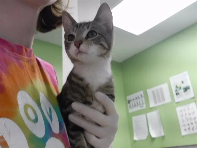 A baby small-sized male Domestic Short Hair cat named Cat Stevens for adoption in Omaha, NE
