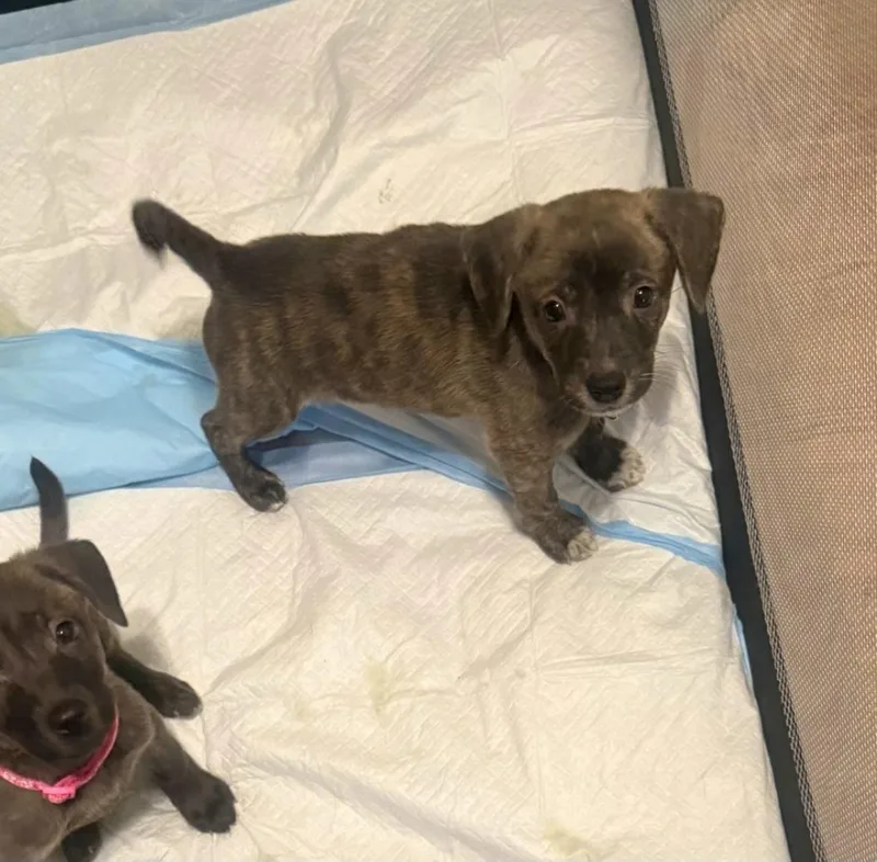 A baby medium-sized female Australian Shepherd dog named Junebug for adoption in Plano, TX