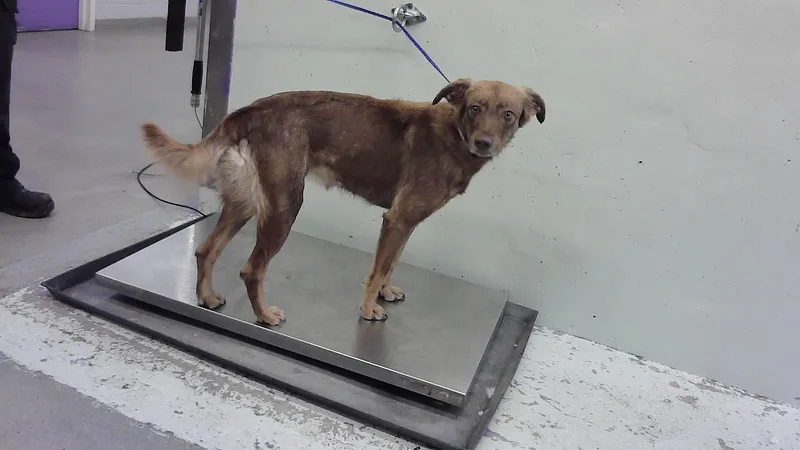 A young medium-sized female Border Collie dog named Osita for adoption in Houston, TX