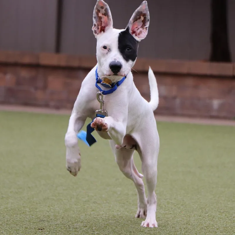 Macaroni thumbnail 2