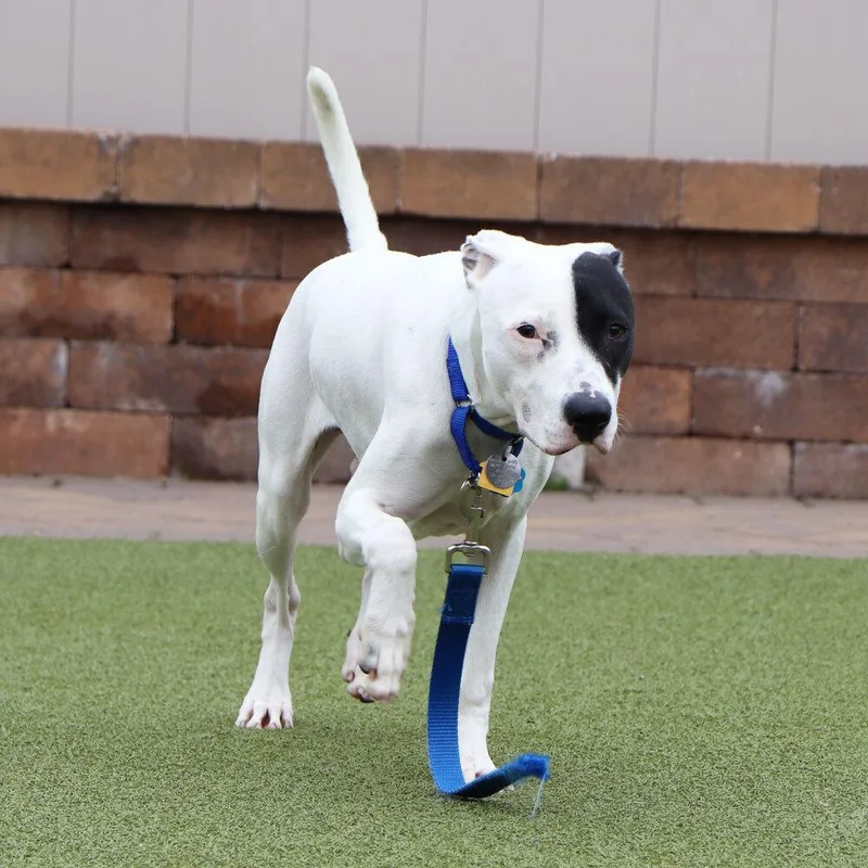 Macaroni thumbnail 3