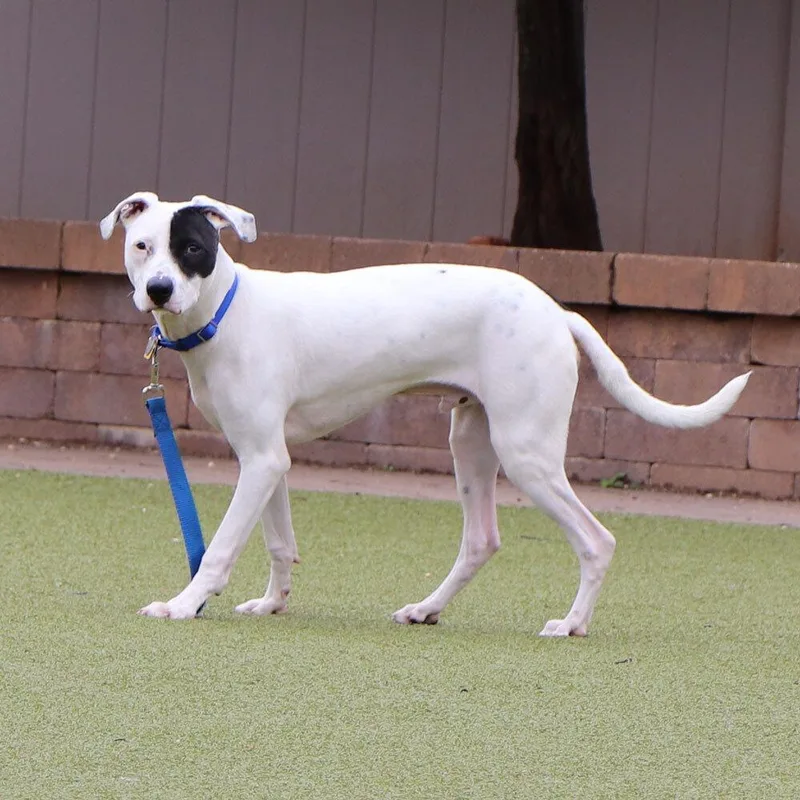 Macaroni thumbnail 4