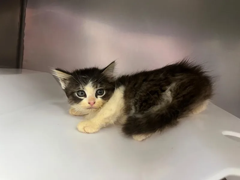 A baby small-sized female Domestic Medium Hair cat named Bean for adoption in Murray, KY