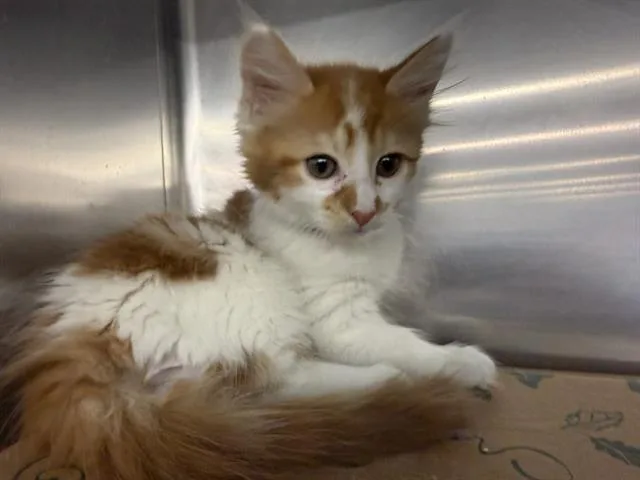 A baby small-sized male Domestic Medium Hair cat named Gideon for adoption in Saint Louis, MO