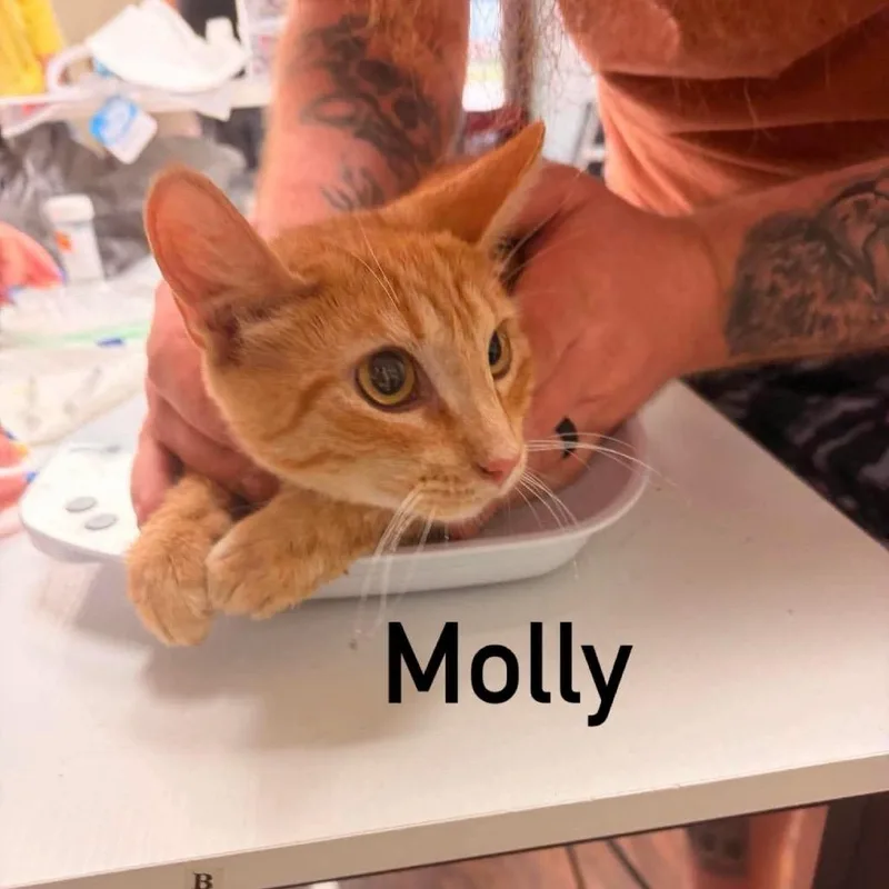 A young medium-sized female Orange / Red Domestic Short Hair cat named Molly for adoption in Chillicothe, IL