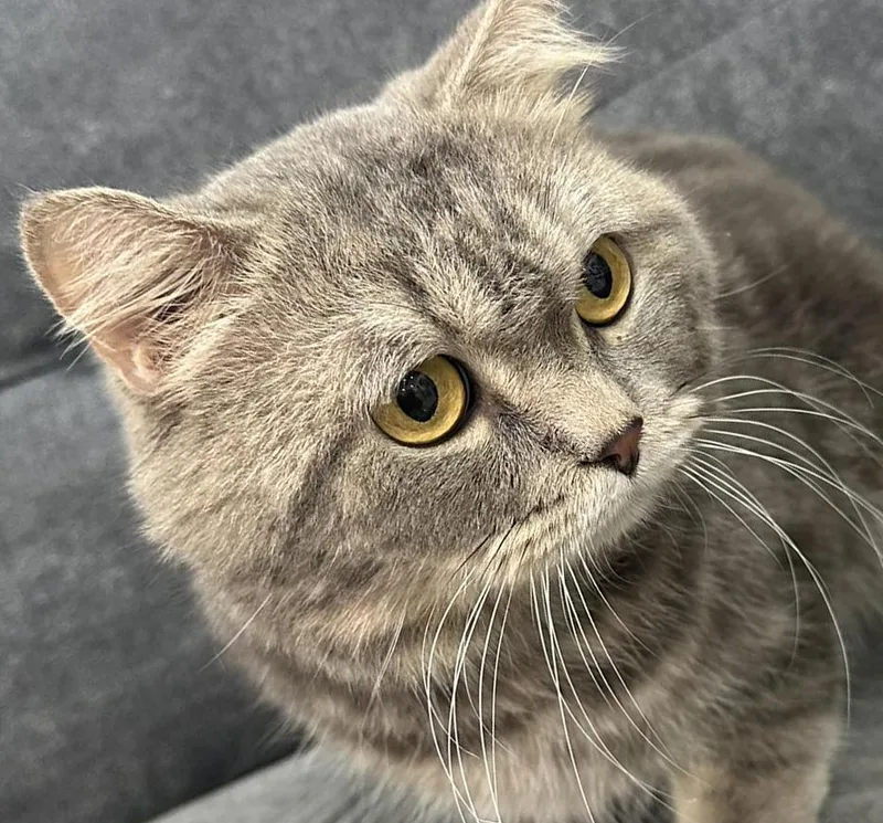 A young medium-sized male Tabby (Gray / Blue / Silver) Persian cat named Rory Is Our Heartthrob! for adoption in Bedford Hills, NY