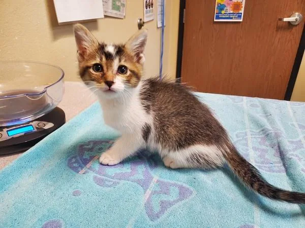 A baby medium-sized female Domestic Short Hair cat named Avery Ho for adoption in Oceanside, CA