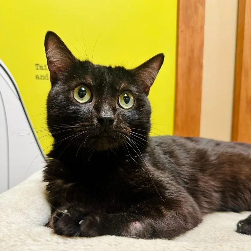 A young medium-sized male Black Domestic Short Hair cat named Binx for adoption in Long Beach, CA