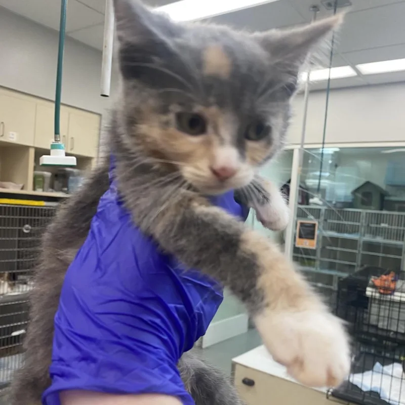 A baby small-sized female Tortoiseshell Domestic Short Hair cat named Moulin Rouge for adoption in Westminster, CA