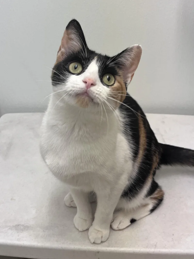 Hershey's Snickers thumbnail 2