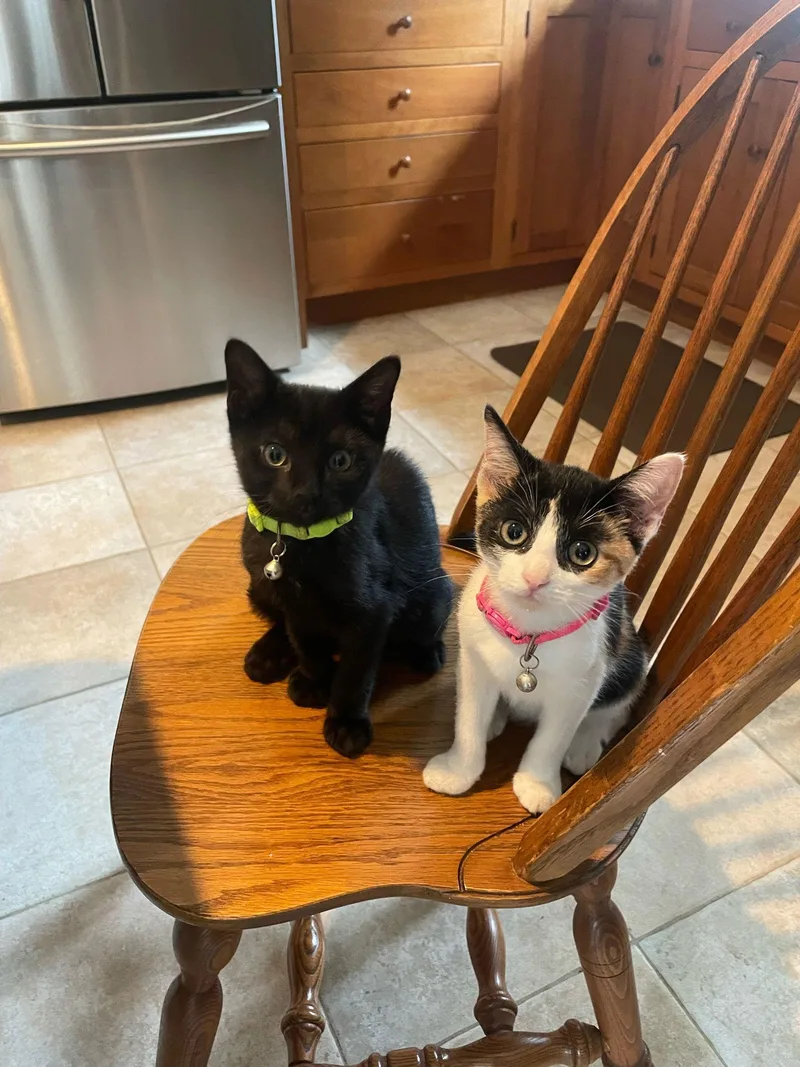 Hershey's Snickers thumbnail 3