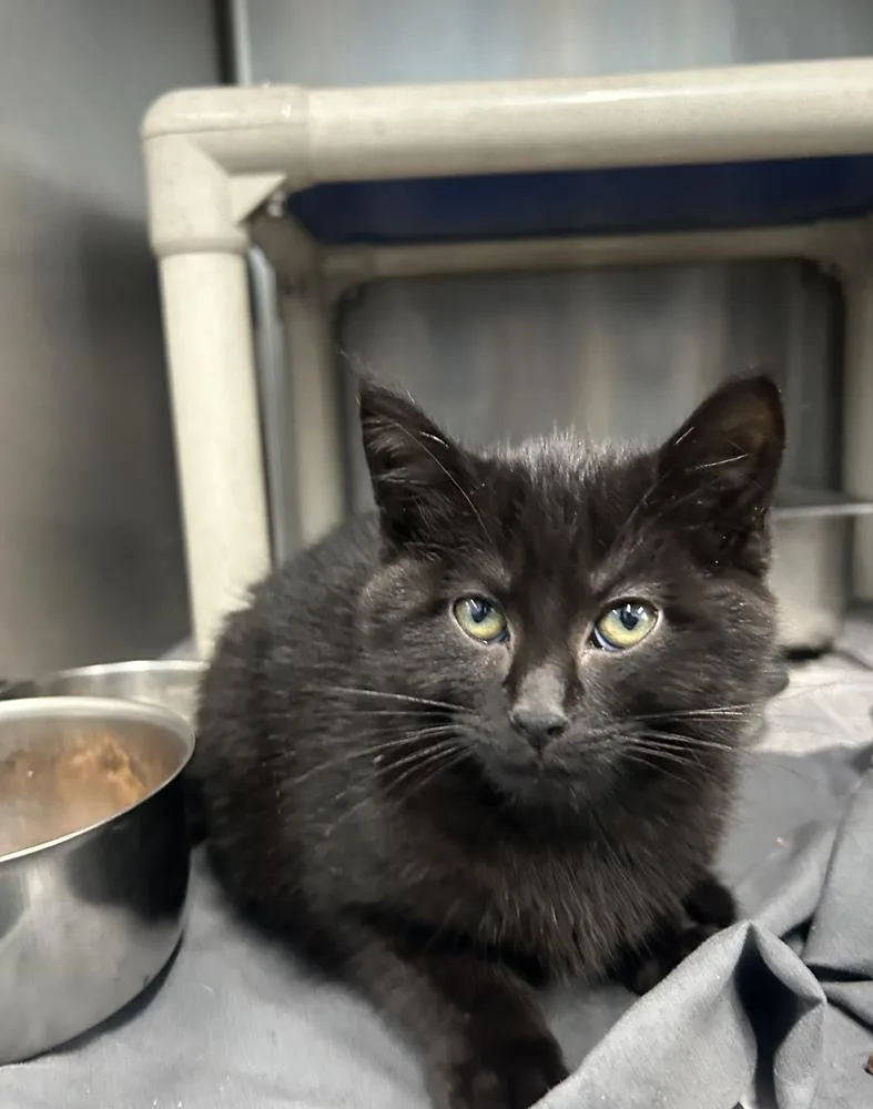 A young small-sized female Black Domestic Short Hair cat named Belladonna for adoption in Evansville, IN