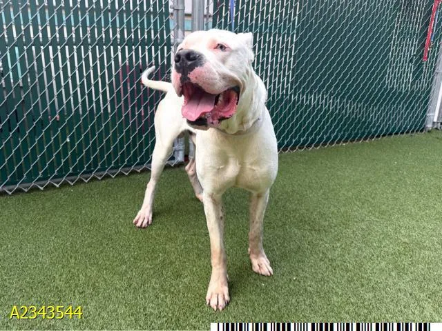 An adult extra large-sized male Mixed Breed dog named Ferdinand for adoption in West Palm Beach, FL
