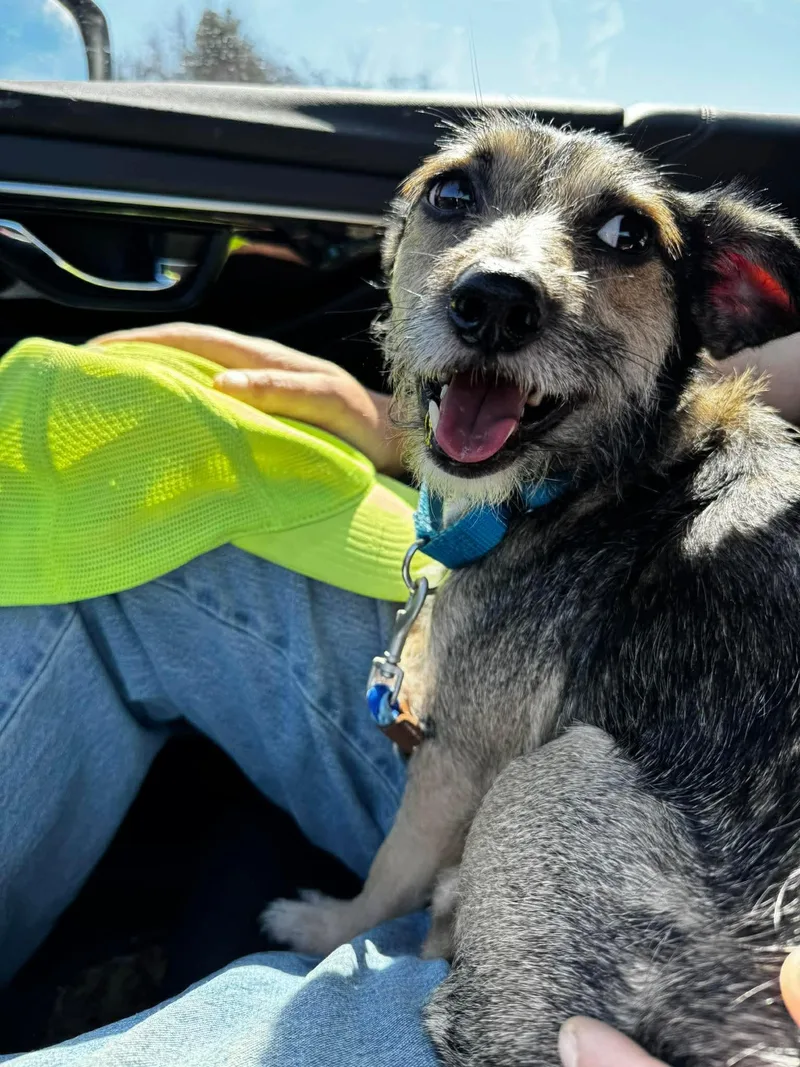 An adult small-sized male Terrier dog named Rocky for adoption in Portland, ME