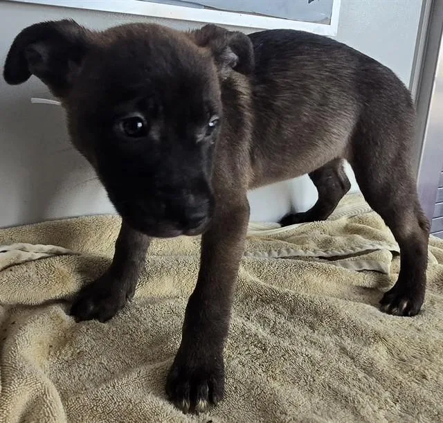 A baby small-sized female Husky dog named Fay for adoption in Lancaster, CA