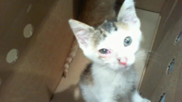 A baby small-sized female Domestic Short Hair cat named A for adoption in Charlotte, NC