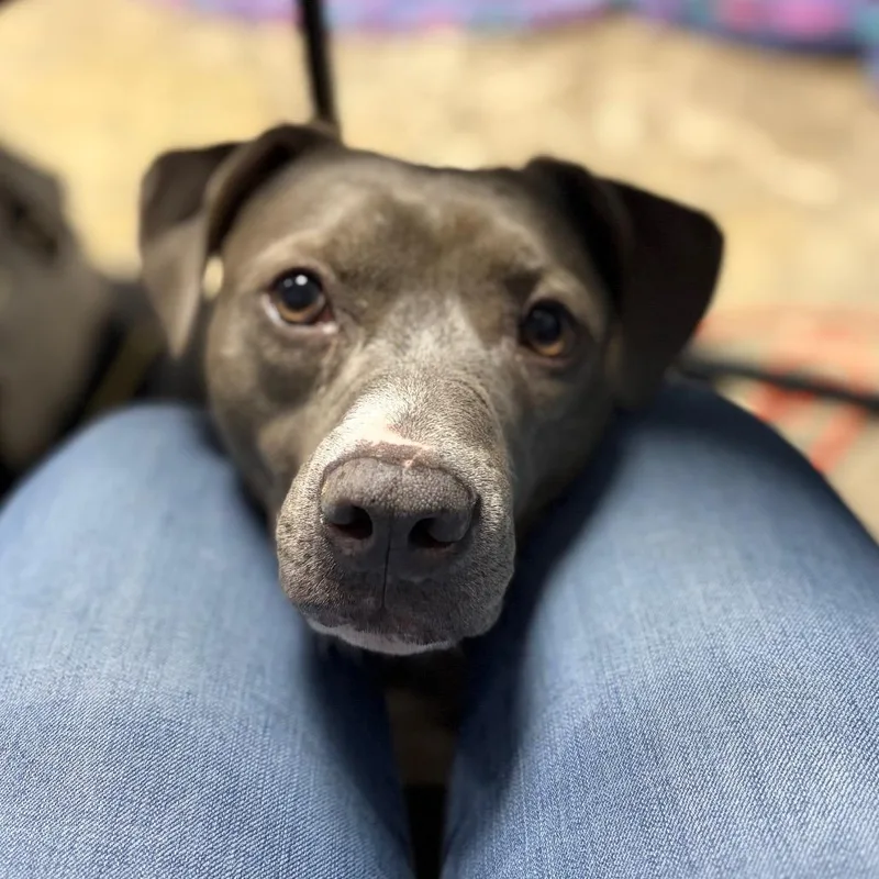An adult large-sized female Gray / Blue / Silver Mixed Breed dog named Daisy for adoption in Philadelphia, PA