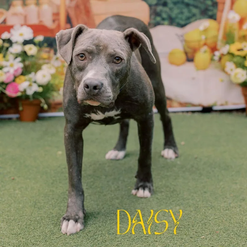 Daisy thumbnail 5