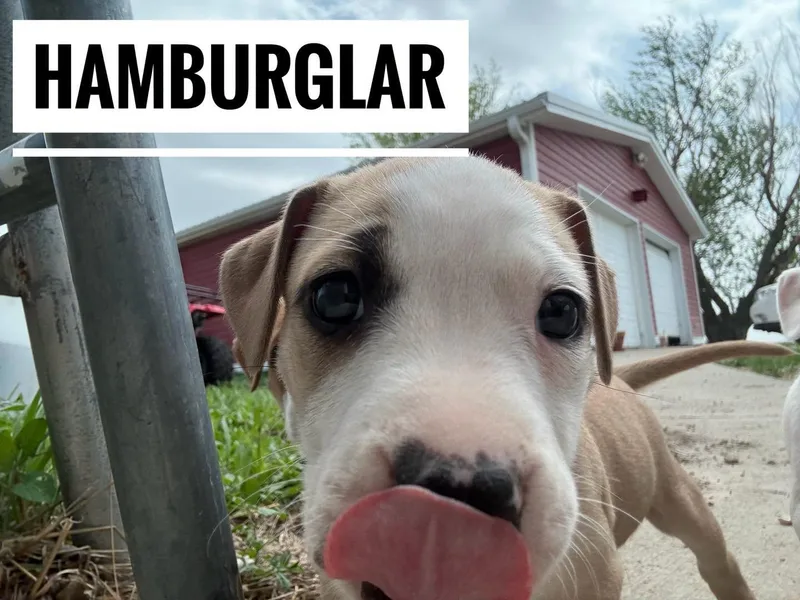 A baby medium-sized female White / Cream Mixed Breed dog named Hamburglar for adoption in Manhattan, KS