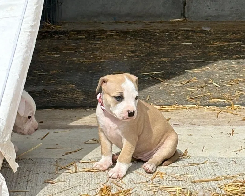 Hamburglar thumbnail 2