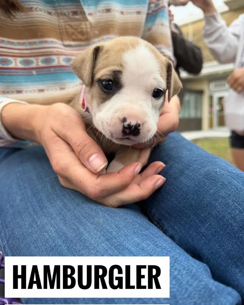 Hamburglar thumbnail 3