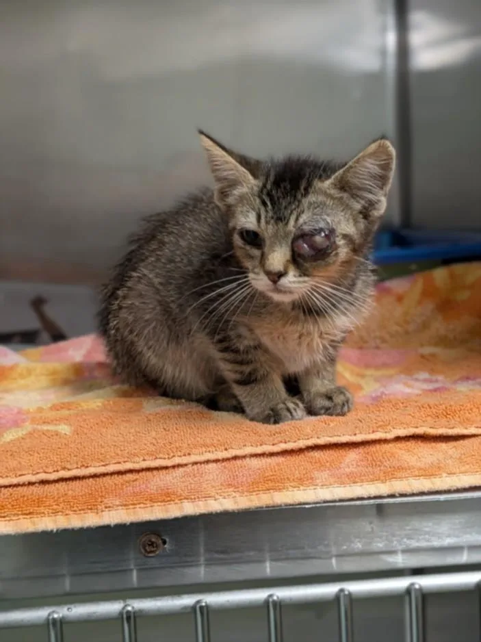 A baby small-sized male Domestic Short Hair cat named Isaac for adoption in Hayward, CA