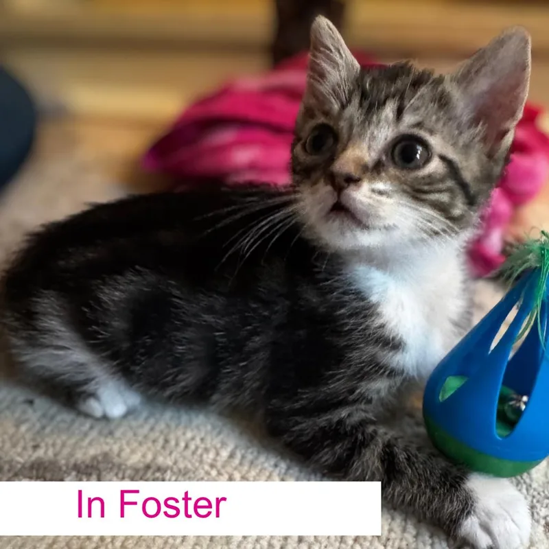 A baby small-sized female Brown / Chocolate Domestic Short Hair cat named Bree for adoption in Chapel Hill, NC