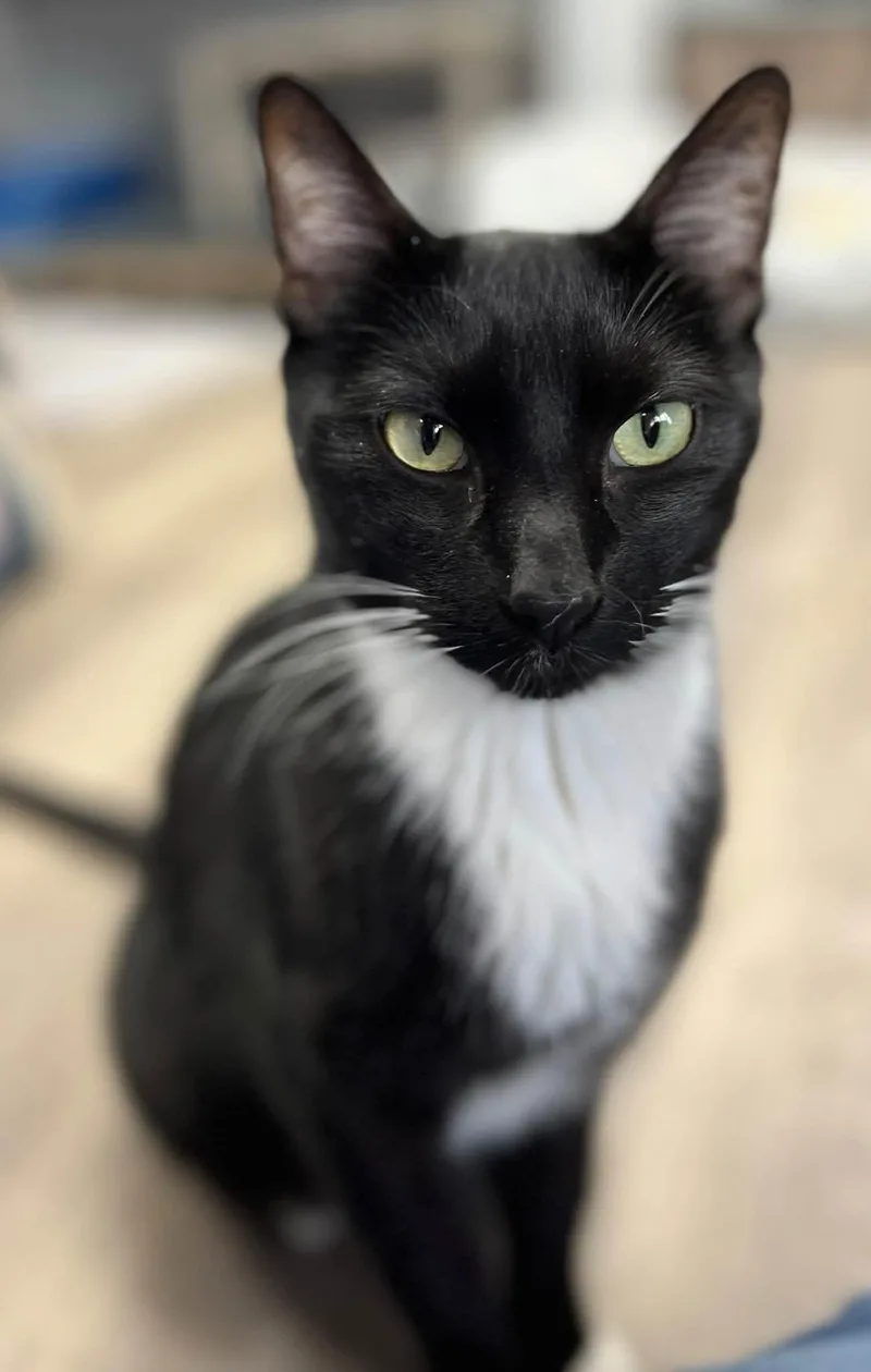An adult medium-sized male Tuxedo cat named Swayze for adoption in Belton, MO