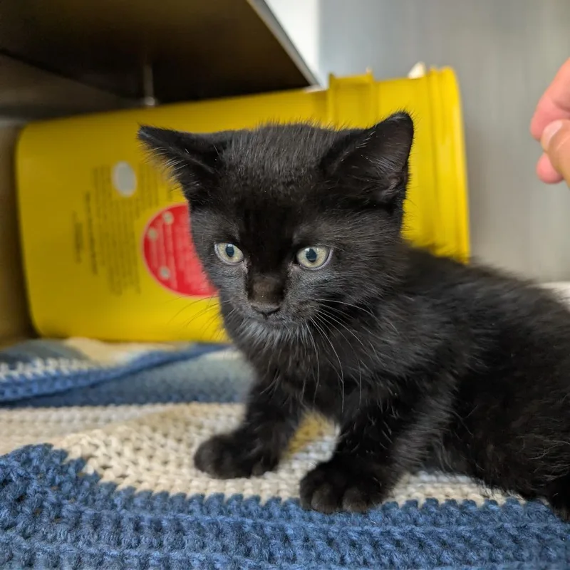A baby small-sized male Black Domestic Short Hair cat named Eustace for adoption in Manhattan, KS
