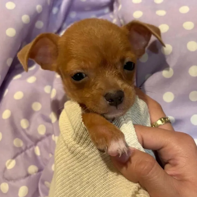 Winnie