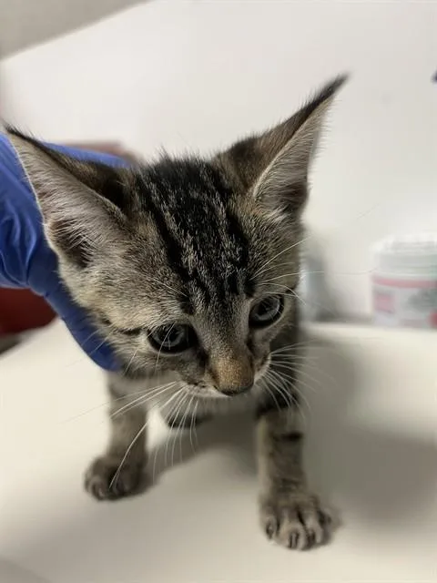 A baby small-sized female Tabby (Gray / Blue / Silver) Domestic Short Hair cat named Cindy A for adoption in San Andreas, CA