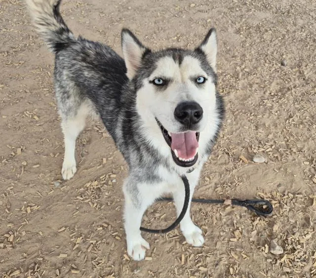 An adult medium-sized male Siberian Husky dog named Alien for adoption in Albuquerque, NM