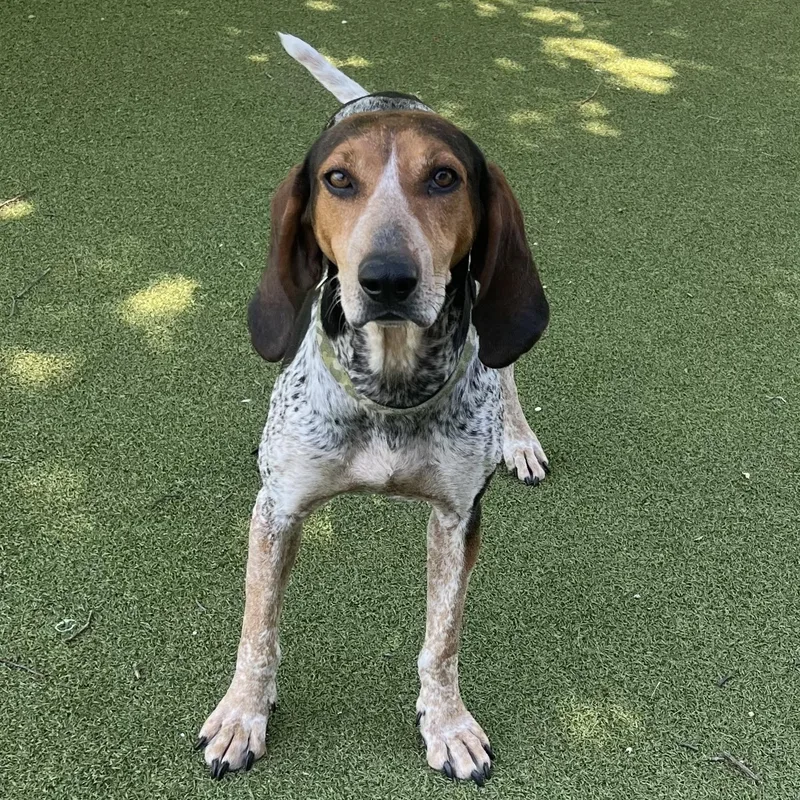 An adult medium-sized female Bluetick Coonhound dog named Lainey for adoption in New Bedford, MA