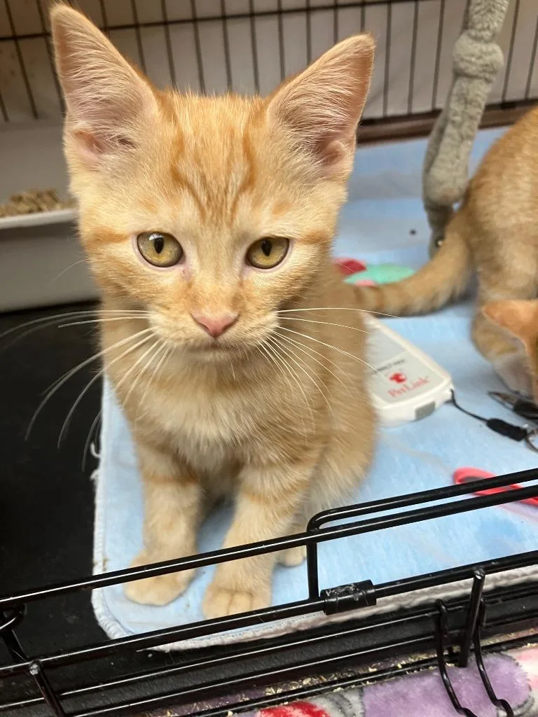 A baby small-sized female Domestic Short Hair cat named Cholula for adoption in Lunenburg, MA