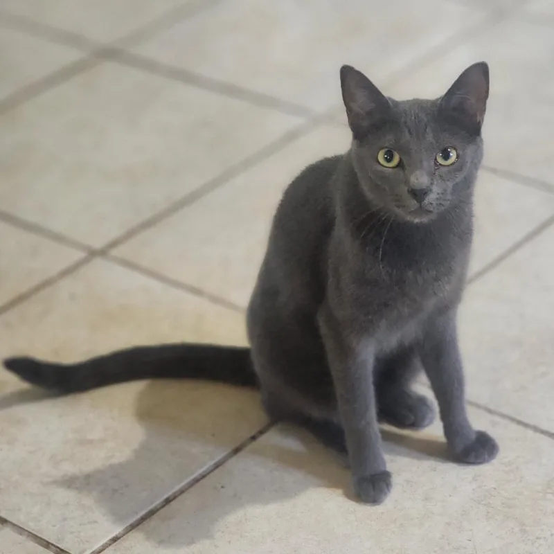 An adult small-sized female Gray / Blue / Silver Domestic Short Hair cat named Belle for adoption in Lexington, SC