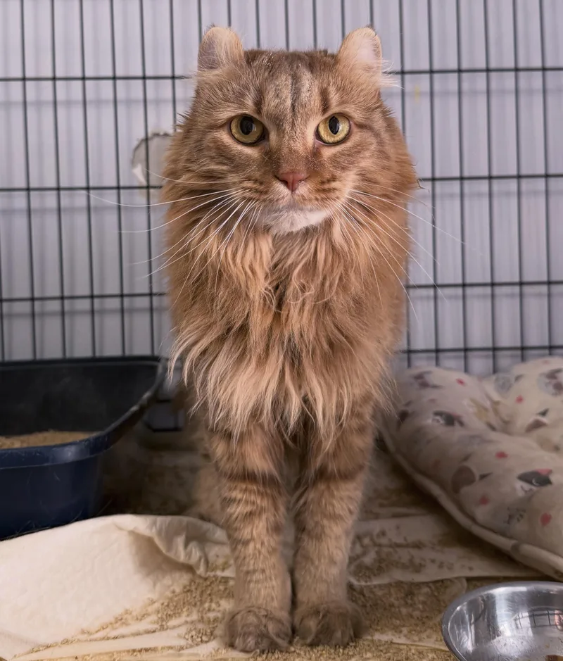 An adult medium-sized female Tabby (Orange / Red) Highland Fold cat named Verity for adoption in Berkeley Springs, WV
