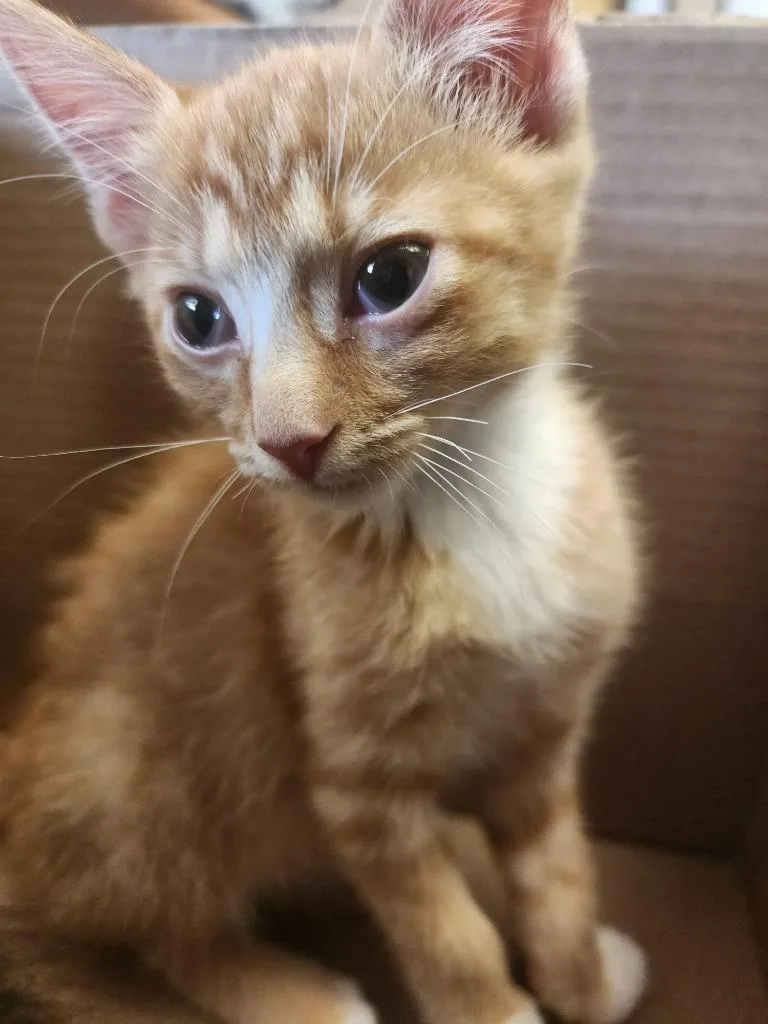 A baby small-sized male Domestic Short Hair cat named Milo for adoption in Maumelle, AR