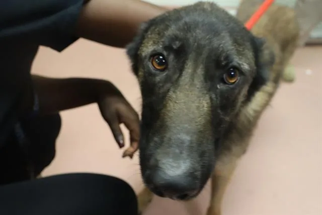 An adult large-sized female Mixed Breed dog named Sapphire for adoption in Columbia, SC