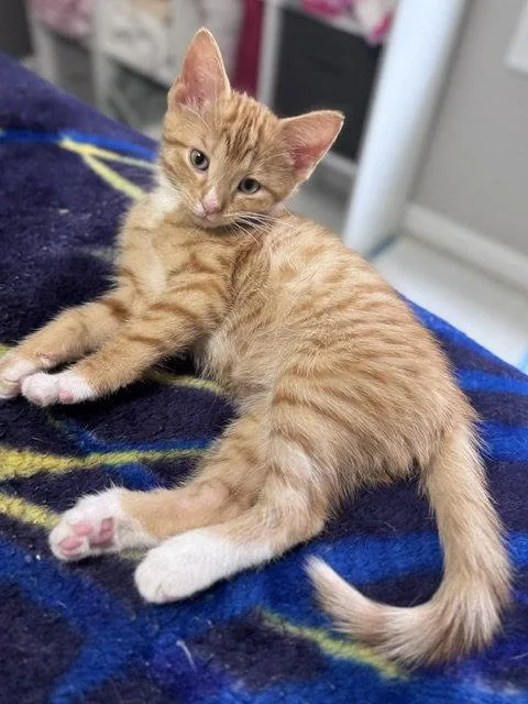 A baby small-sized male Orange / Red Domestic Short Hair cat named Hewey & Louie for adoption in Holland, MI
