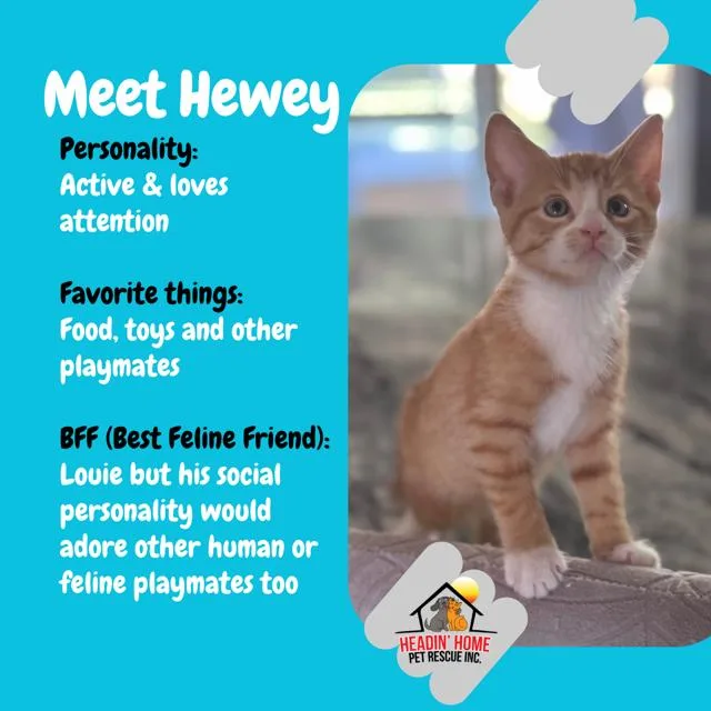 Hewey & Louie thumbnail 3