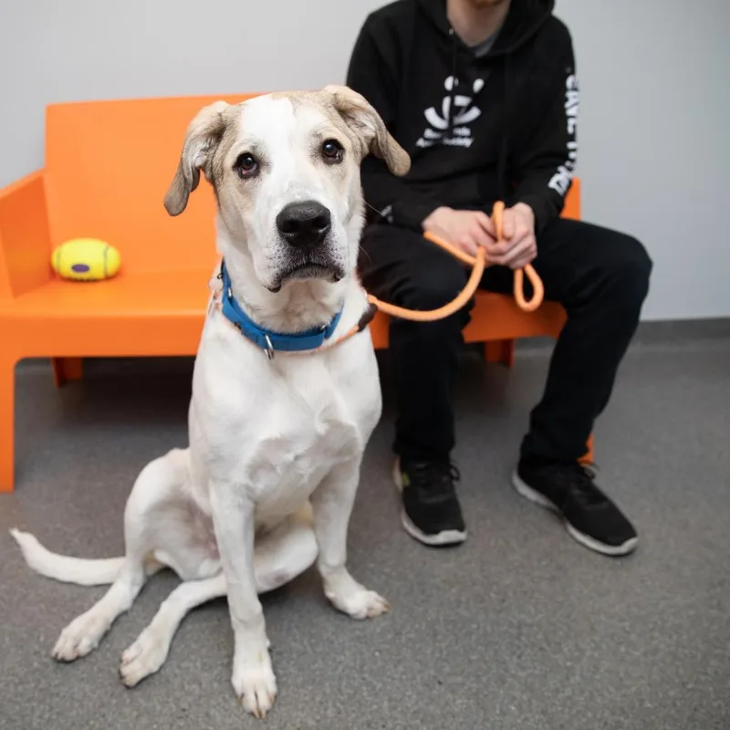 An adult extra large-sized male Yellow / Tan / Blond / Fawn Great Pyrenees dog named Stewie for adoption in Branford, CT