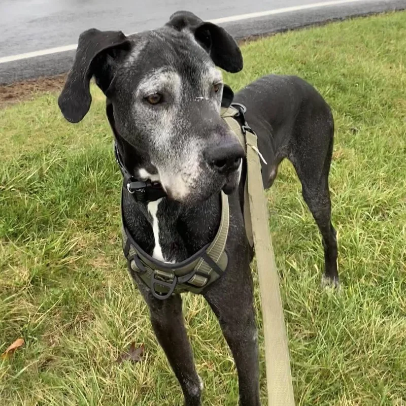 A senior large-sized male Black Great Dane dog named Kumba for adoption in Quakertown, PA