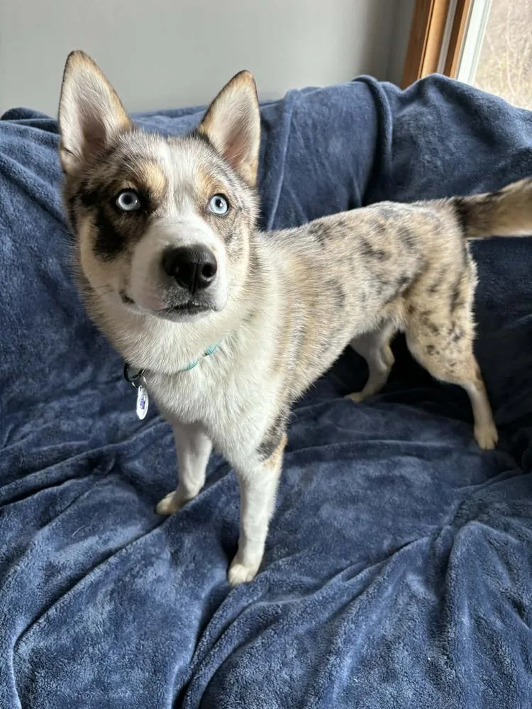 A baby medium-sized male Husky dog named Jersey for adoption in Alden, NY