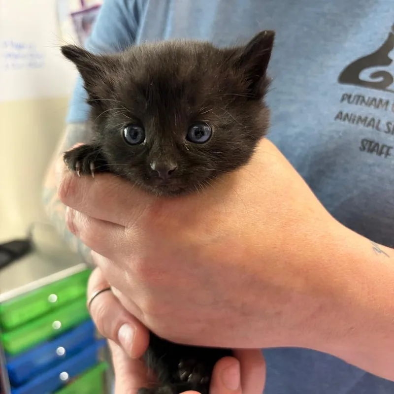 A baby small-sized male Brown / Chocolate Domestic Short Hair cat named Ring Pop for adoption in Red House, WV