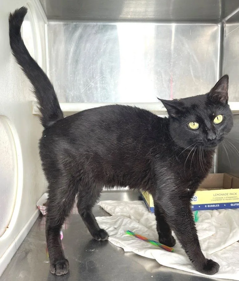 Blackberry thumbnail 2