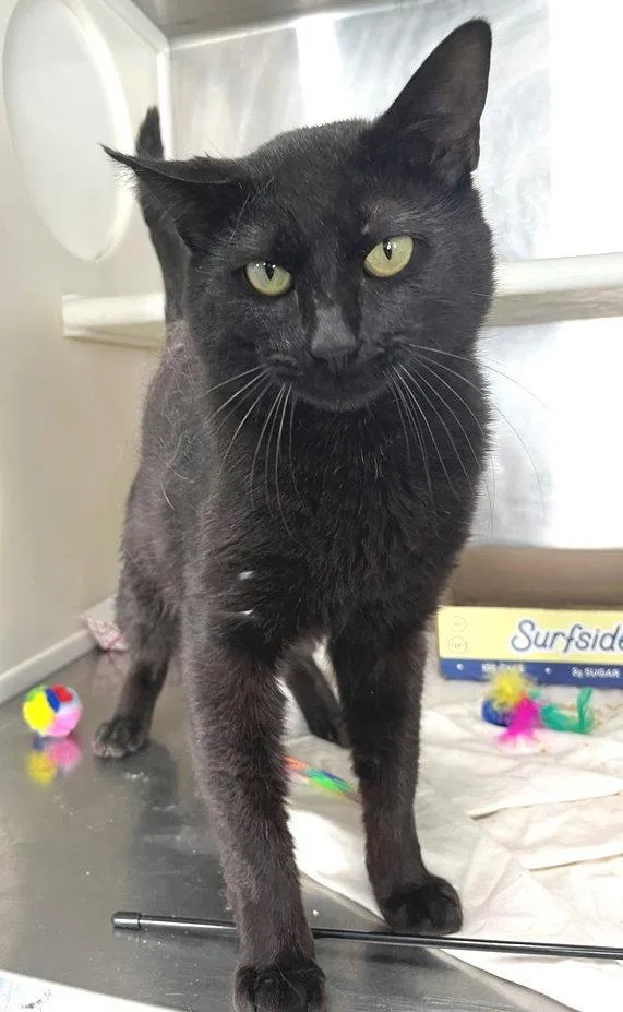 Blackberry thumbnail 3