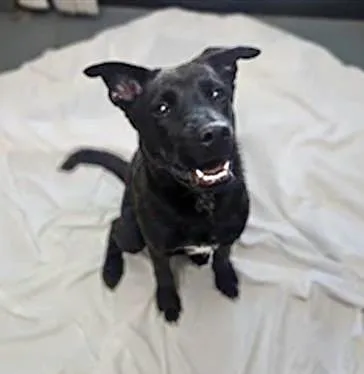 A young medium-sized male Black Mixed Breed dog named Copernicus for adoption in Nashville, TN